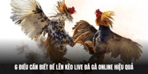 6 Điều Cần Biết Để Lên Kèo Live Đá Gà Online Hiệu Quả