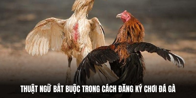 Thuật ngữ bắt buộc trong cách đăng ký chơi đá gà.
